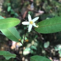 Stemonoporus lancifolius (Thwaites) P.S.Ashton